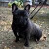 Adult brindle female French bulldog