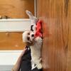 Cavapoo Looking for Loving Home