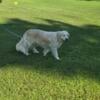 AKC adult female light golden retriever