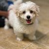 Morkie Poodle (Maltese)