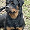 Full Bred Rottweiler Puppies for Sale