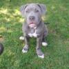 American Bully Puppies for Sale