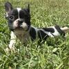 AKC FRENCH BULLDOG BABIES BORN 8-12-25