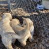 Beautiful, golden retriever puppies UPDATE