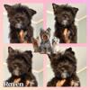 KB Yorkies London KY