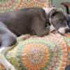 FREE:  3 year old female pitt-boxer mix who weighs 86# . Gorgeous, loving, and sweet