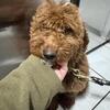 Daisy the Mini goldendoodle