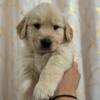 Golden retriever puppies available in Hollywood FL