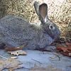 Rabbits, Flemish Giant Rabbits, purebred, Pedigreed Gentle Giants