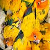 High Yellow Sun Conures for sale.