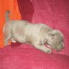 AMERICAN BULLY Puppies AVAILABLE