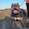 Micro pocket american bully stud