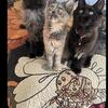 100% Maine Coon