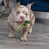 American bully pups