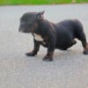 Micro Bully Pups with Full Tails! Payment plan available also