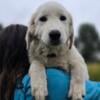 Maremma mix puppy lgd 