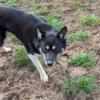 Black and tan siberian husky female puppy