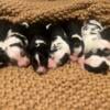 Australian Shepherd Puppies 