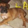 Male Fawn Boxer puppy L.A.