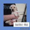 AKC Labrador Retrievers 