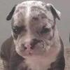 **ABKC REGISTERED STUD**