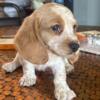 Mini Bassett Hound Puppies