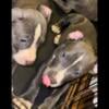 American Bullies 12 weeks for sale