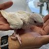 INDIAN RINGNECK BLANCO