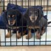 Miniature Dachshund Puppies