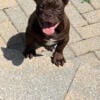 Chocolate Micro Exotic American Bully Puppies for sale