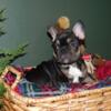 Male French Bull Puppy