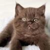 PURE BREED BRITISH SHORTHAIR KITTENS CHOCOLATE BOY