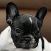 French Bulldog puppies. Ready on August 3rd