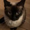 Siamese kitty looking for new home