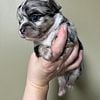 Longhair chihuahua puppies