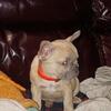 French Bulldogs 
