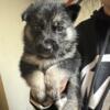 Siberian Husky-German Shepherd Mix Puppies Available Now!