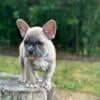 Blue fawn French Bulldog puppies