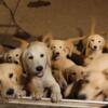 Akc Golden Retrievers puppys. Reduced