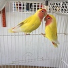 Lovebirds pair for sale