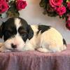 Cavapoo Puppies!!