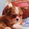 Shichi shih tzu/chiuhahua Sammy