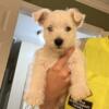 Fore sale gorgeous Male Westie puppy!