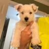 Price reduced For sale gorgeous Male Westie puppy!