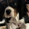 13 week old Cavalier King Charles puppies ready to go home