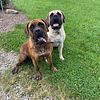 AKC-Female English Mastiff Puppies for sale