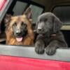 German Shepherd x Golden Retriever Puppies