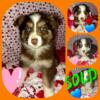 Australian Shepherd Pups for sale