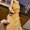 Bearded Dragon For Rehoming