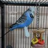 English budgie